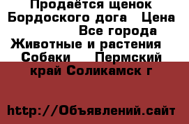 Продаётся щенок Бордоского дога › Цена ­ 37 000 - Все города Животные и растения » Собаки   . Пермский край,Соликамск г.